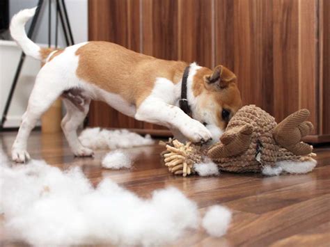  I am fully house trained and am not destructivewell, I do destroy my stuffed animals!  Dog Rescue is a non-profit C3 organization